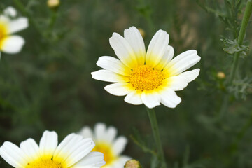 Obraz premium White Yellow Crown Daisy, Close-up of a white and yellow crown daisy flower, blooming in nature, Close-up shot of beautiful White yellow Crown Daisy flower (Chrysanthemum coronarium), Crown Daisy,