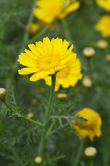 Bright Yellow Crown Daisy, Close-up of a Bright yellow crown daisy flower, blooming in nature, Close-up shot of beautiful yellow Crown Daisy flower (Chrysanthemum coronarium), Crown Daisy,