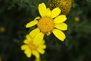 Bright Yellow Crown Daisy, Close-up of a Bright yellow crown daisy flower, blooming in nature, Close-up shot of beautiful yellow Crown Daisy flower (Chrysanthemum coronarium), Crown Daisy,