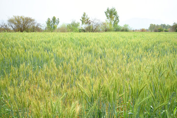 Green wheat field close up image, Green Wheat whistle, Wheat bran fields, agriculture, wheat field Pakistan, closeup of green cereal field