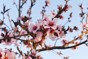 Beautiful Pink Peach Blossoms in a Garden, Pink Peach Flowers Blooming on Peach Tree, Beautiful peach flowers close up - as background, Flowering branch of fruit flower closeup