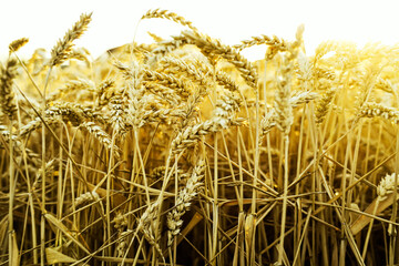 backdrop of ripening ears of yellow wheat field on the sunset cloudy orange sky background. Copy...