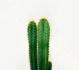  iron metal pot of long high green cactus isolated on white background. are one of the easier...
