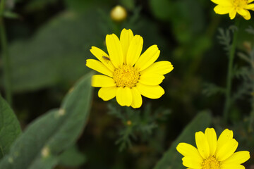 Obraz premium Bright Yellow Crown Daisy, Close-up of a Bright yellow crown daisy flower, blooming in nature, Close-up shot of beautiful yellow Crown Daisy flower (Chrysanthemum coronarium), Crown Daisy,