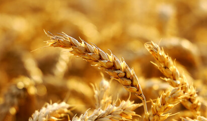 backdrop of ripening ears of yellow wheat field on the sunset cloudy orange sky background. Copy space of the setting sun rays on horizon in rural meadow Close up nature photo Idea of a rich harvest