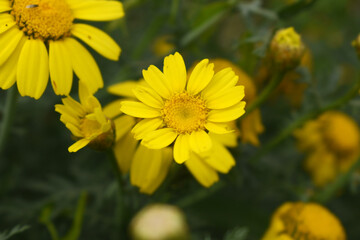 Bright Yellow Crown Daisy, Close-up of a Bright yellow crown daisy flower, blooming in nature, Close-up shot of beautiful yellow Crown Daisy flower (Chrysanthemum coronarium), Crown Daisy,