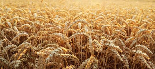 backdrop of ripening ears of yellow wheat field on the sunset cloudy orange sky background. Copy space of the setting sun rays on horizon in rural meadow Close up nature photo Idea of a rich harvest
