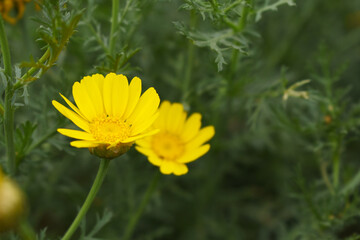 Bright Yellow Crown Daisy, Close-up of a Bright yellow crown daisy flower, blooming in nature, Close-up shot of beautiful yellow Crown Daisy flower (Chrysanthemum coronarium), Crown Daisy,
