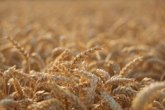 backdrop of ripening ears of yellow wheat field on the sunset cloudy orange sky background. Copy space of the setting sun rays on horizon in rural meadow Close up nature photo Idea of a rich harvest - Powered by Adobe