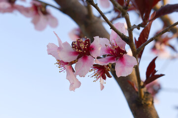 Beautiful Pink Peach Blossoms in a Garden, Pink Peach Flowers Blooming on Peach Tree, Beautiful peach flowers close up - as background, Flowering branch of fruit flower closeup