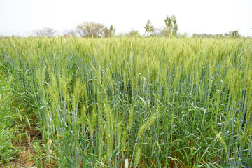 Green wheat field close up image, Green Wheat whistle, Wheat bran fields, agriculture, wheat field...