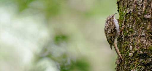 Long horizontal banner with Eurasian treecreeper on wood bark with copy space. Eurasian treecreeper...