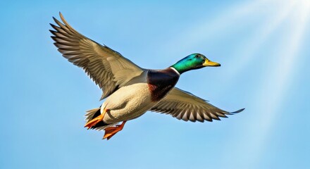 Fototapeta premium Vibrant Male Mallard Duck In Flight Dynamic Avian Wildlife Action