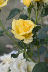 Beautiful yellow rose flower closeup in garden, A very beautiful rose flower bloomed on the rose tree, Rose flower, bloom flowers, Natural spring flower, Nature floral background,