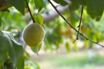 Fresh young unripe Peach fruits on a tree branch with leaves closeup, A bunch of unripe Peaches on...