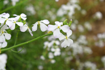 Beautiful white Radish Flower. Radish flower bloom. Closeup radish flower with green leaves in the spring, also known by its common name Virginia stock. Radish flower blooming in nature