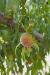 Fresh young unripe Peach fruits on a tree branch with leaves closeup, A bunch of unripe Peaches on...