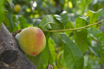 Fresh young unripe Peach fruits on a tree branch with leaves closeup, A bunch of unripe Peaches on...
