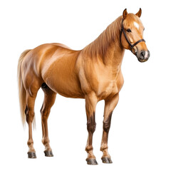 Fototapeta premium Beautiful golden horse standing proudly with a shiny coat and strong stance in a studio setting, showcasing natural elegance transparent background