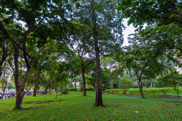 Tropical rainforest green tree meadow grass in city public park sunshine day