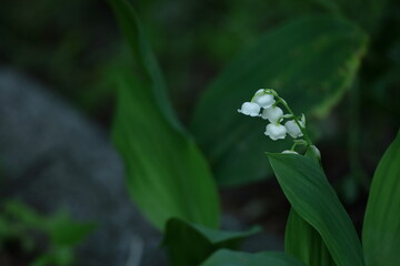 幸運が訪れる花