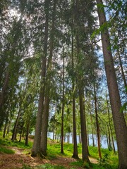 Side view of dense forest with tall spruce trees. Natural green landscape, detailed texture of needles and bark, peaceful atmosphere in daylight.