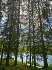 Side view of dense forest with tall spruce trees. Natural green landscape, detailed texture of needles and bark, peaceful atmosphere in daylight.