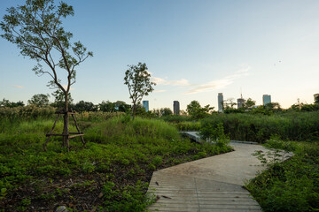 Tropical rainforest green tree meadow grass in city public park sunshine day