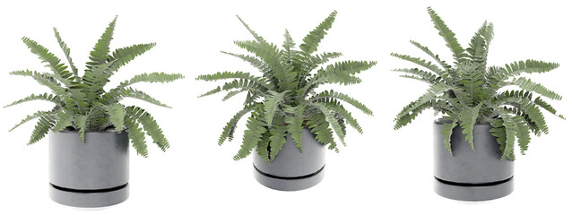 A charming trio of 3D rendered Boston Ferns in sleek grey pots, showcasing their vibrant green,...
