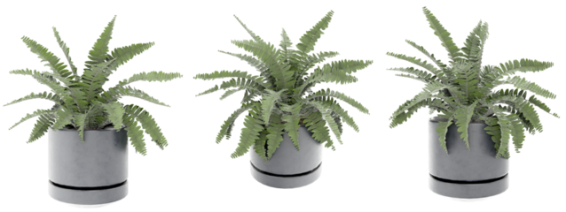 A charming trio of 3D rendered Boston Ferns in sleek grey pots, showcasing their vibrant green, feathery fronds from multiple angles. Perfect for adding natural elegance to any interior design