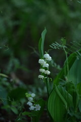 幸運が訪れる花