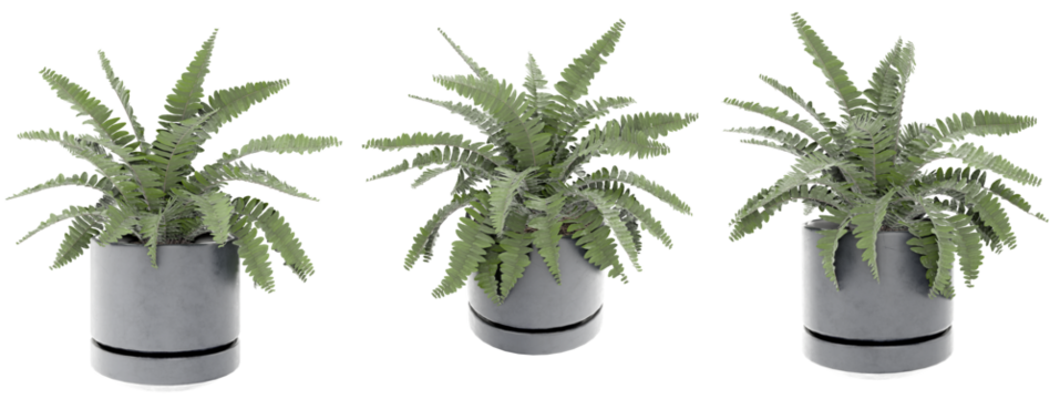 A charming trio of 3D rendered Boston Ferns in sleek grey pots, showcasing their vibrant green, feathery fronds from multiple angles. Perfect for adding natural elegance to any interior design