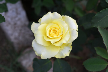 Beautiful white yellow rose flower closeup in garden, A very beautiful white yellow rose flower bloomed on the rose tree, Rose flower closeup, bloom flowers, Natural spring flower floral background