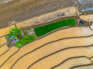 Aerial view of Indonesia's lush rice fields with majestic mountain backdrop, showcasing natural...