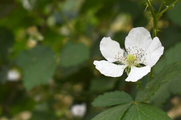 Blackberry flowers blooming in the garden, Beautiful in spring bloom garden. Blackberry bush with white flowers, Blossoming blackberry bush and bee, sunny spring day, Chakwal, Punjab, Pakistan