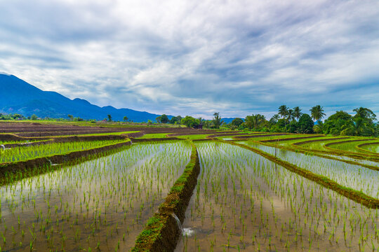 Aerial view of Indonesia's lush rice fields with majestic mountain backdrop, showcasing natural beauty, peaceful morning vibes, perfect for themes of nature, farming, and rural life