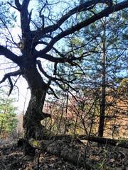  Old pine tree in a young pine forest on a sunny autumn day.