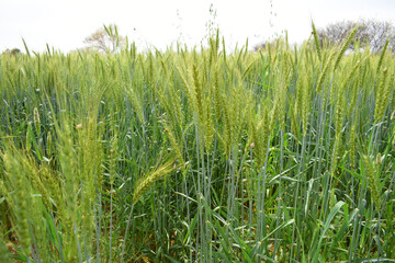 Green wheat field close up image, Green Wheat whistle, Wheat bran fields, agriculture, wheat field Pakistan, closeup of green cereal field