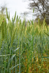Green wheat field close up image, Green Wheat whistle, Wheat bran fields, agriculture, wheat field Pakistan, closeup of green cereal field