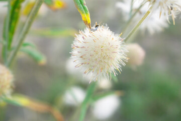 A blooming Creeping Thistle plant, Creeping thistles flower at the meadow. wild flower bloom, thistle in seed, natural flower, creeping thistle flower closeup, Closeup of fluffy creeping thistles seed