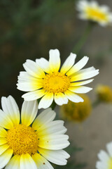 Obraz premium White Yellow Crown Daisy, Close-up of a white and yellow crown daisy flower, blooming in nature, Close-up shot of beautiful White yellow Crown Daisy flower (Chrysanthemum coronarium), Crown Daisy,
