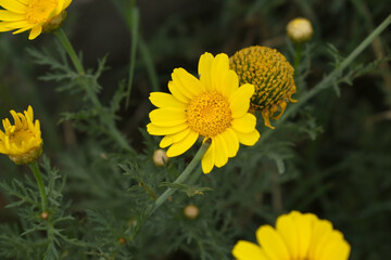 Bright Yellow Crown Daisy, Close-up of a Bright yellow crown daisy flower, blooming in nature, Close-up shot of beautiful yellow Crown Daisy flower (Chrysanthemum coronarium), Crown Daisy,