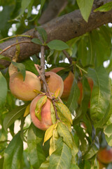 Fresh young unripe Peach fruits on a tree branch with leaves closeup, A bunch of unripe Peaches on a branch, beautiful delicious fruit peaches on the tree, peach fruits grow on a peach tree branch
