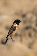 Desert Wheatear Bird Perched on a Stone at Rann of Kutch in Gujarat, India