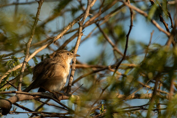 Desert Babbler Bird Perched on Tree Branch in the Arid Landscape of Rann of Kutch, India