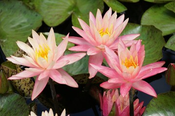 Delicate pink water lilies, showcasing a soft, almost pastel hue, bloom in a tranquil pond.