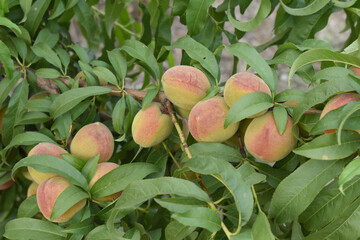 Fresh young unripe Peach fruits on a tree branch with leaves closeup, A bunch of unripe Peaches on...