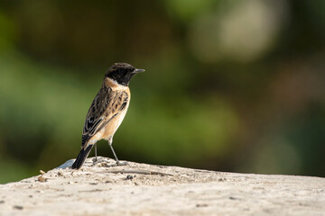 Desert Wheatear Bird Perched on a Stone at Rann of Kutch in Gujarat, India