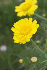 Bright Yellow Crown Daisy, Close-up of a Bright yellow crown daisy flower, blooming in nature, Close-up shot of beautiful yellow Crown Daisy flower (Chrysanthemum coronarium), Crown Daisy,