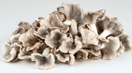 Cluster of grey mushrooms on a plain background